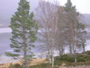Sun Trees and Water